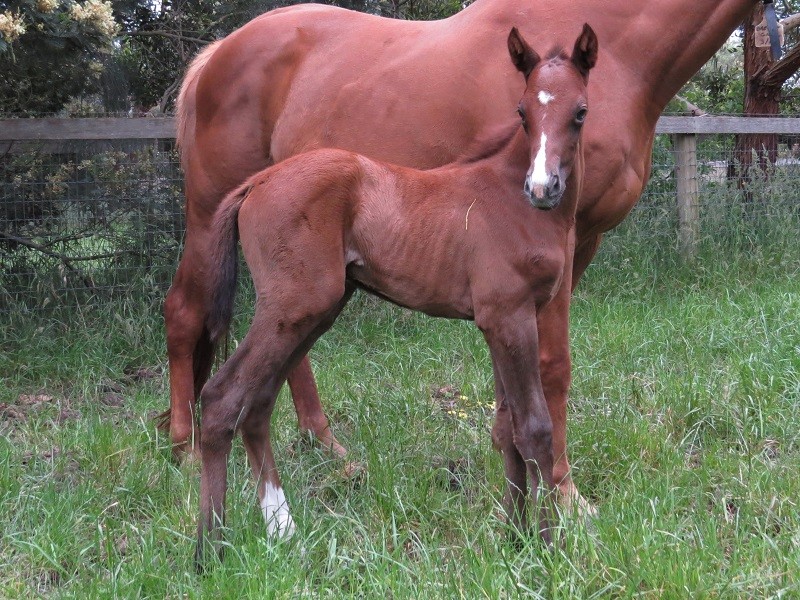 083 Oregon's Girl x Puissance De Lune chf 1-11 3d